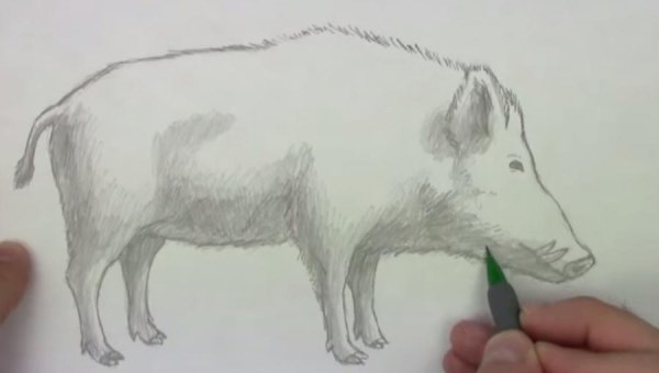 Рисунки кабана карандашом лёгкие