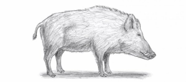 Кабан рисунок карандашом