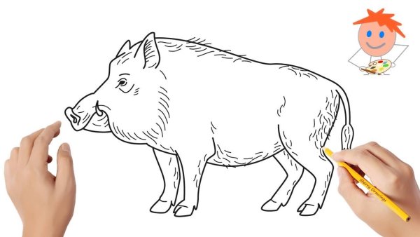 Нарисовать кабана ребенку