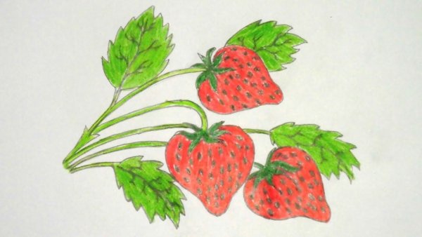 Поэтапное рисование земляники для детей
