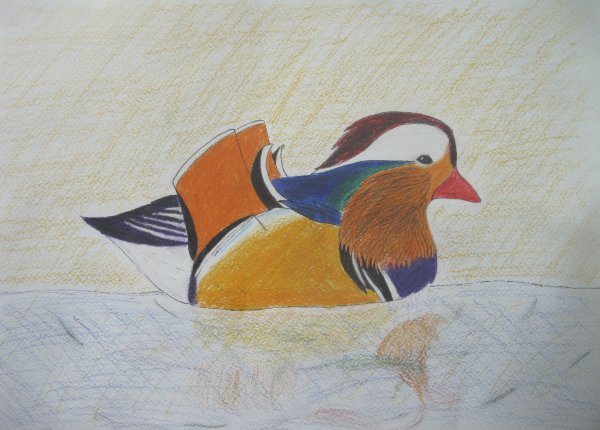 Рисунок утки мандаринки