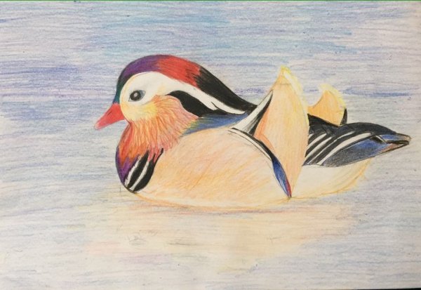 Нарисовать утку мандаринку