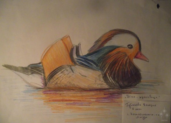 Утка цветными карандашами