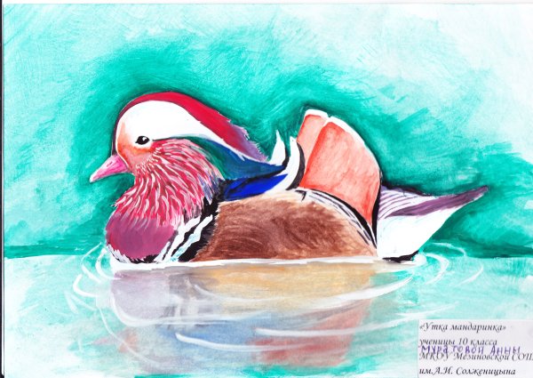 Утка Мандаринка самец