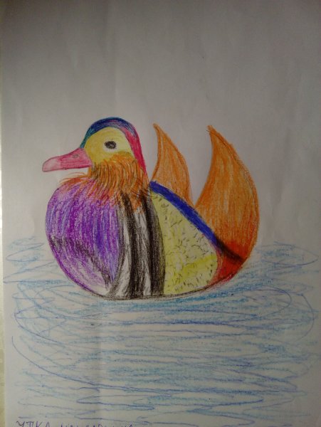 Утка Мандаринка рисовать