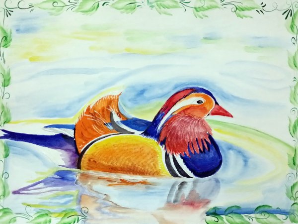 Утка Мандаринка рисунок