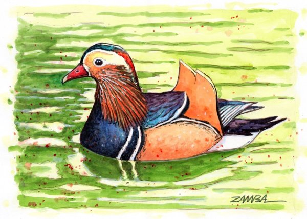 Рисунок утки