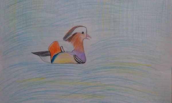 Утка Мандаринка для срисовки