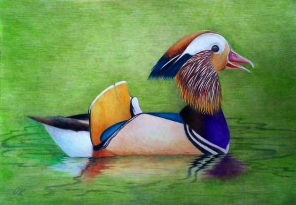 Рисунок утки мандаринки лёгкий