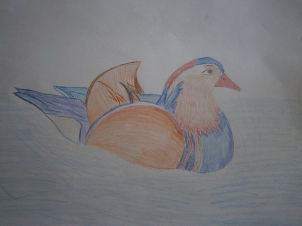 Лёгкие рисунки про утку мандаринку