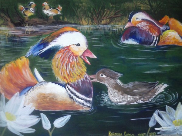 Утка Мандаринка иллюстрақия