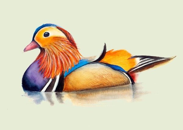 Утки мандаринки