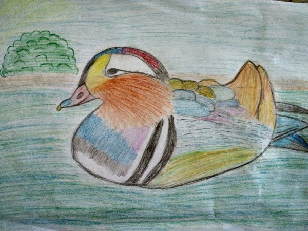 Рисунок утки мандаринки лёгкий