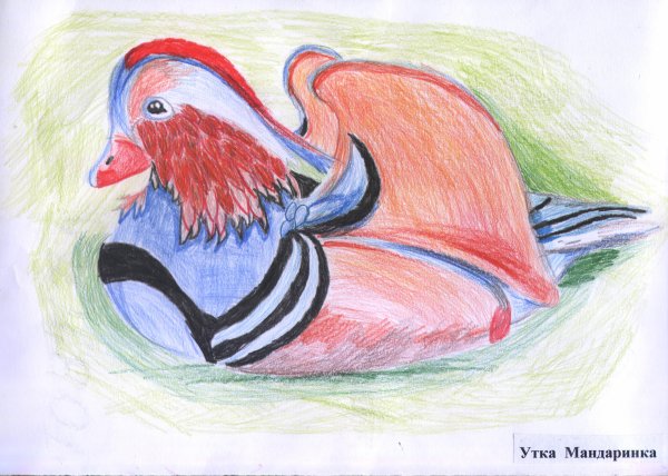 Утка Мандаринка рисунок