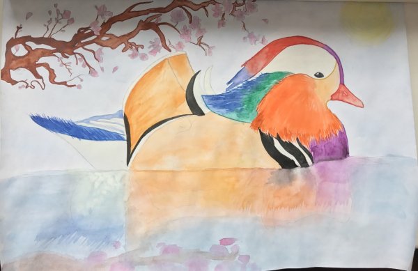 Утка Мандаринка рисунок