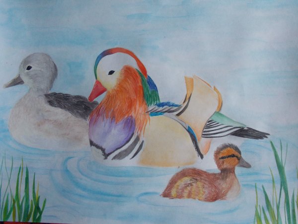 Утка Мандаринка рисунок