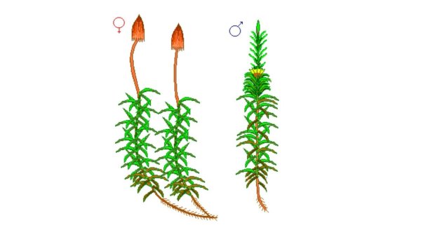 Кукушкин лен и сфагнум