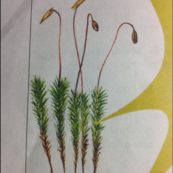 Мох Кукушкин лён споровые растения