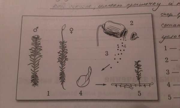 Строение гаметофита Кукушкина льна