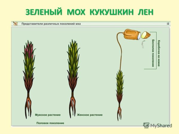 Строение мха Кукушкин лен и сфагнум