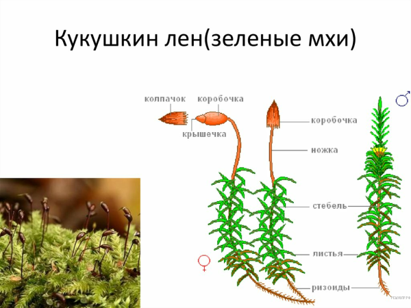 Строение гаметофита кукушкиного льна