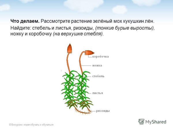 Кукушкин лен и сфагнум