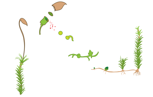 Ризоиды Кукушкин лен