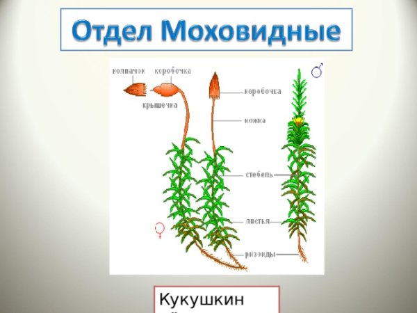 Кукушкин лен размножение схема