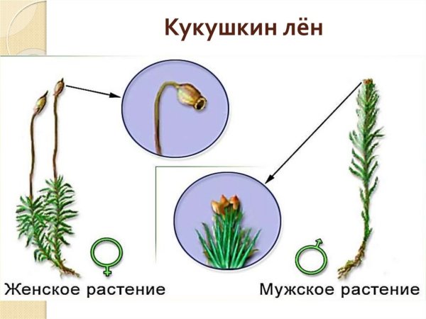 Строение и размножение Кукушкина льна