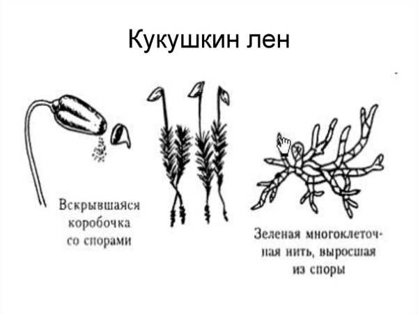 Строение мха Кукушкин лен рисунок