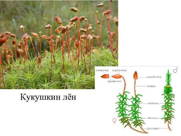 Строение мха Кукушкин лен