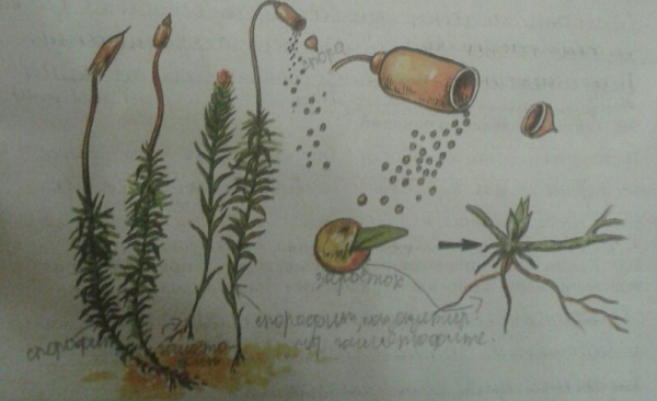 Кукушкин лен и сфагнум сравнение рисунок
