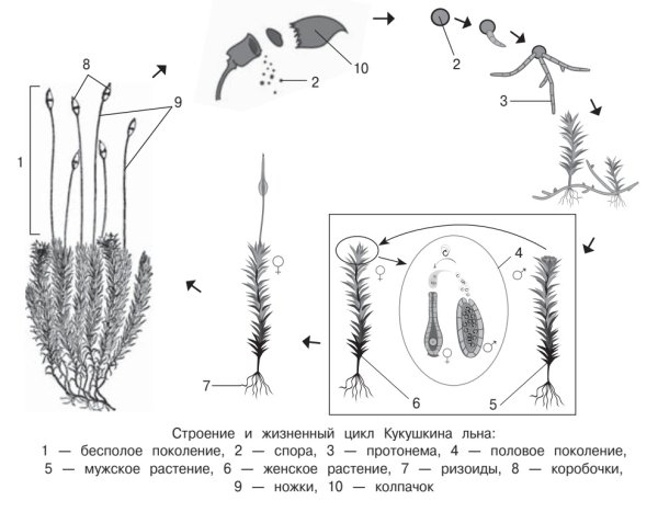Кукушкин лен споры в коробочке