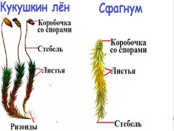Лабораторная по биологии 5 класс Моховидные