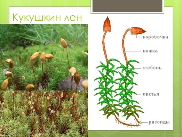 Цикл размножения Кукушкина льна