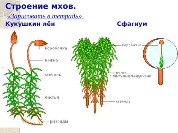 Кукушкин лен строение и размножение