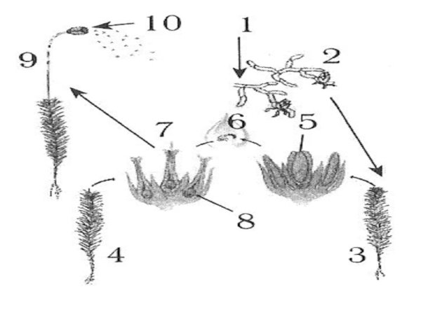 Кукушкин мох строение