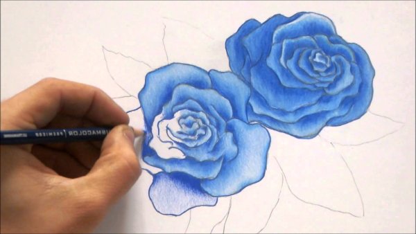 Рисуем цветы цветными карандашами