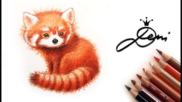 Красная Панда рисунок карандашом