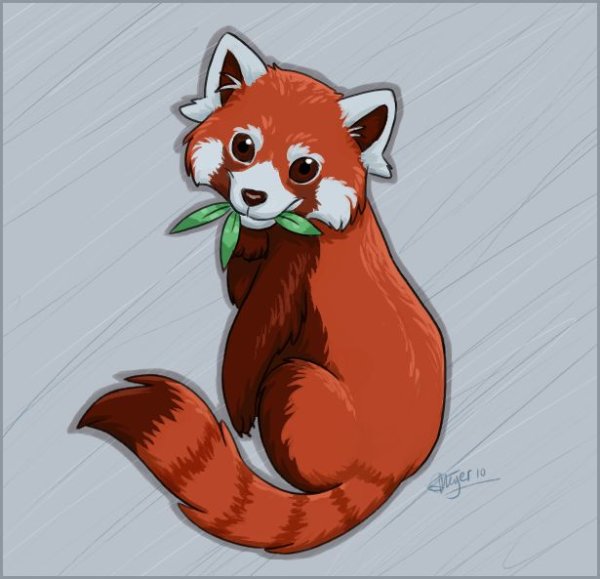 Красная Панда рисунок