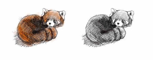 Красная Панда рисунок карандашом