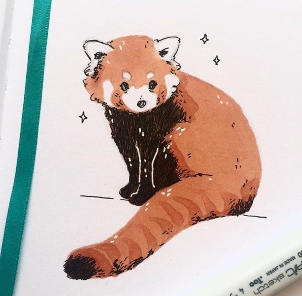 Малая красная Панда рисунок