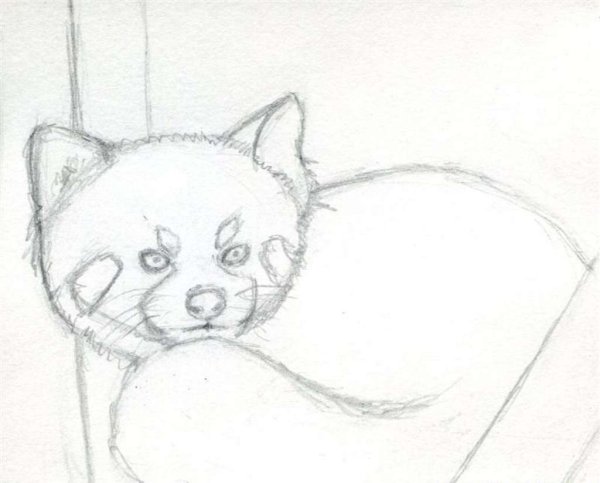 Красная Панда рисунок карандашом