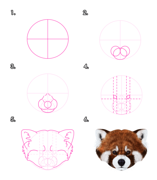 Поэтапное рисование красной панды