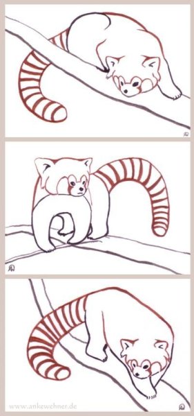 Поэтапное рисование красной панды