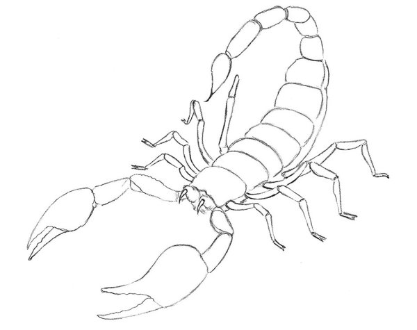Скорпион рисунок карандашом