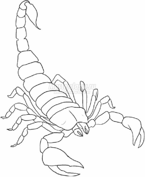 Скорпион раскраска