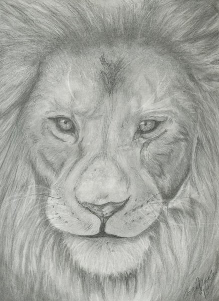Лев срисовать