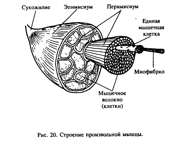 Строение мышечного волокна рисунок