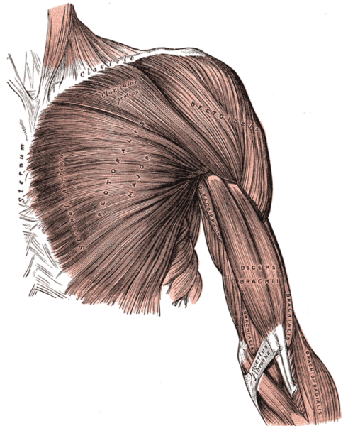 Biceps brachii мышца